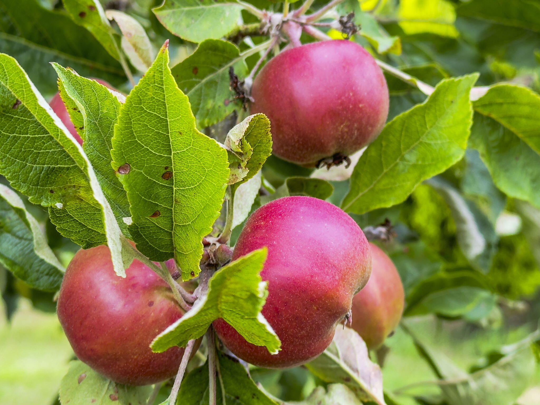 311 Hookton Road Loleta, CA 95551 - Photo 28 of 33 311 Hookton - Fruit Trees