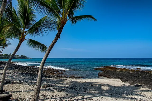 a view of a swimming pool with a garden