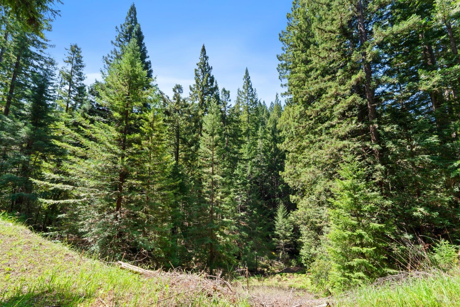 9655 Peachland Road Boonville, CA 95415 - Photo 37 of 40 a view of a forest with a tree