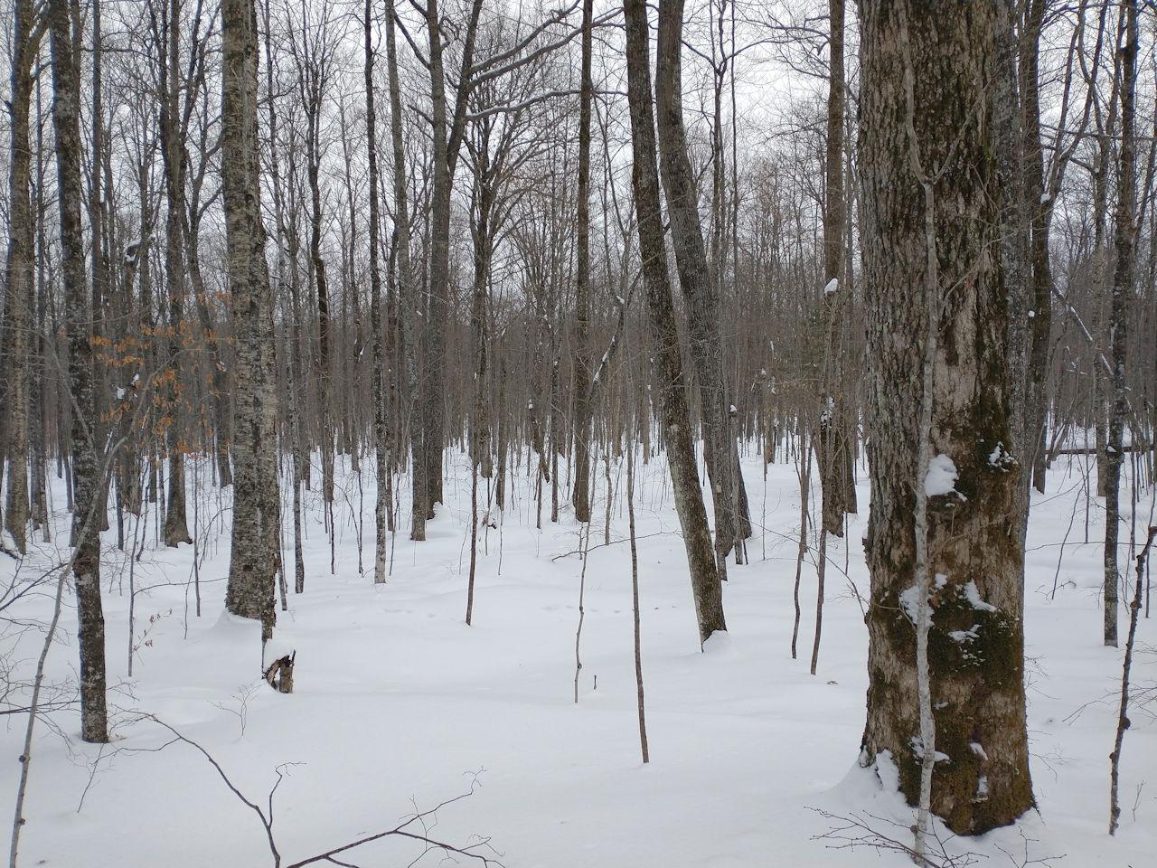 On New Shanagolden Road Butternut, WI 54514 - Photo 1 of 11 Gallery Image 1