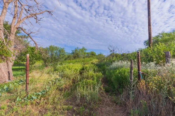 a view of a bunch of plants and trees