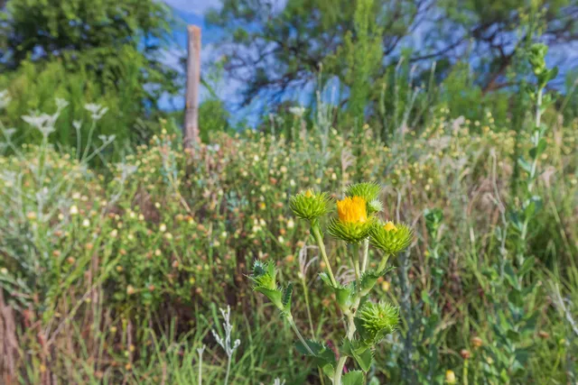 a close up of a plant