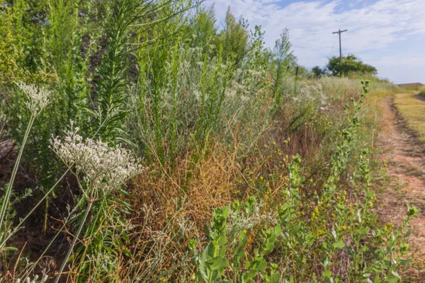 a view of a plants