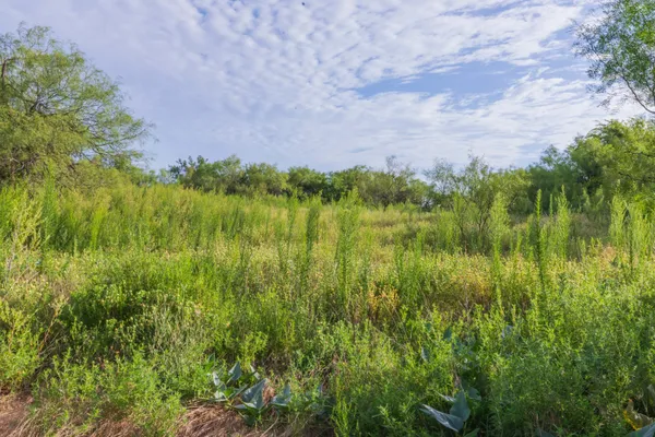 a view of a lush green space