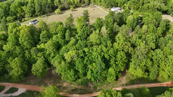 a view of a lush green forest with lots of trees