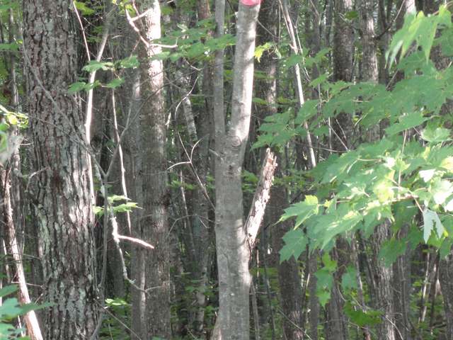 Off Of Off Of Cth F Minocqua, WI 54548 - Photo 10 of 12 Gallery Image 10