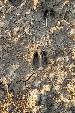 $1,152,800 | West State M Highway, Eagleville, MO 64442