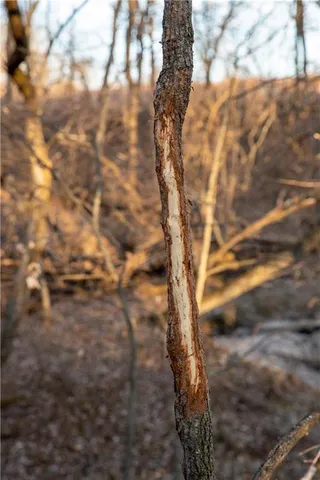 $1,152,800 | West State M Highway, Eagleville, MO 64442