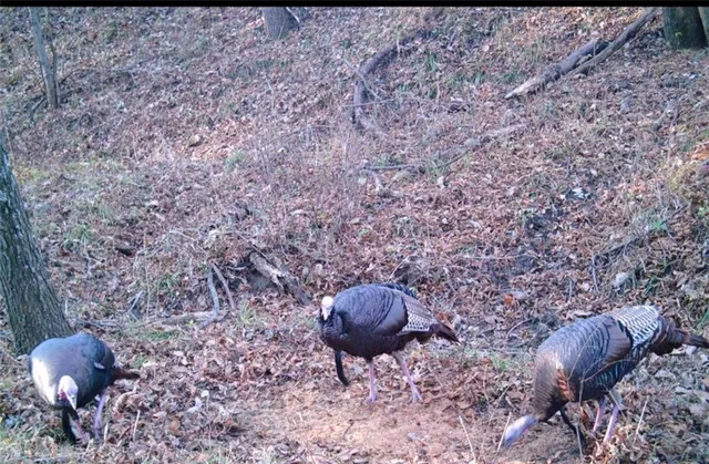 $1,152,800 | West State M Highway, Eagleville, MO 64442