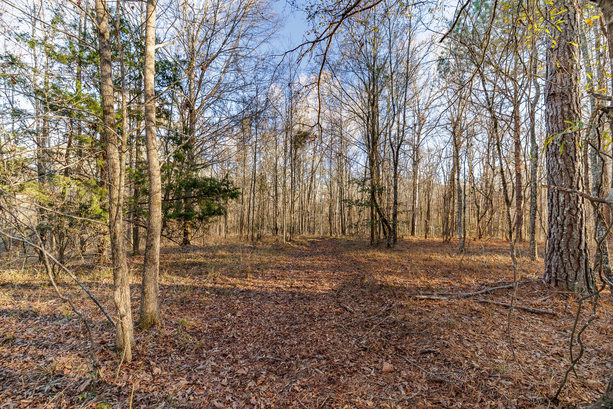 8548 Elberton Road Tignall, GA 30668 - Photo 28 of 50 a view of a yard with trees