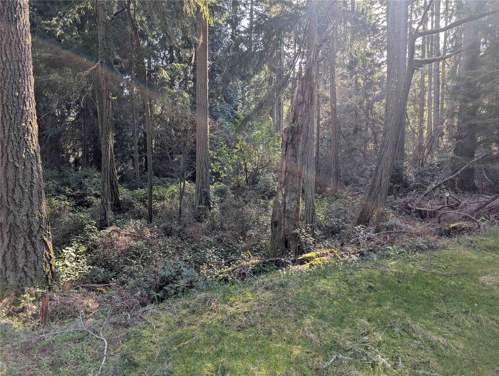 10325 Totem Way Anderson Island, WA 98303 - Photo 4 of 8