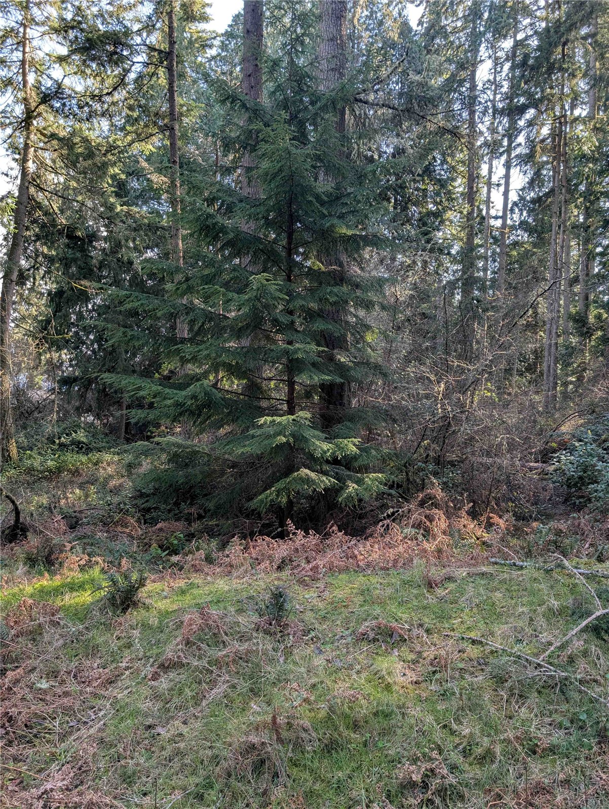 10325 Totem Way Anderson Island, WA 98303 - Photo 5 of 8