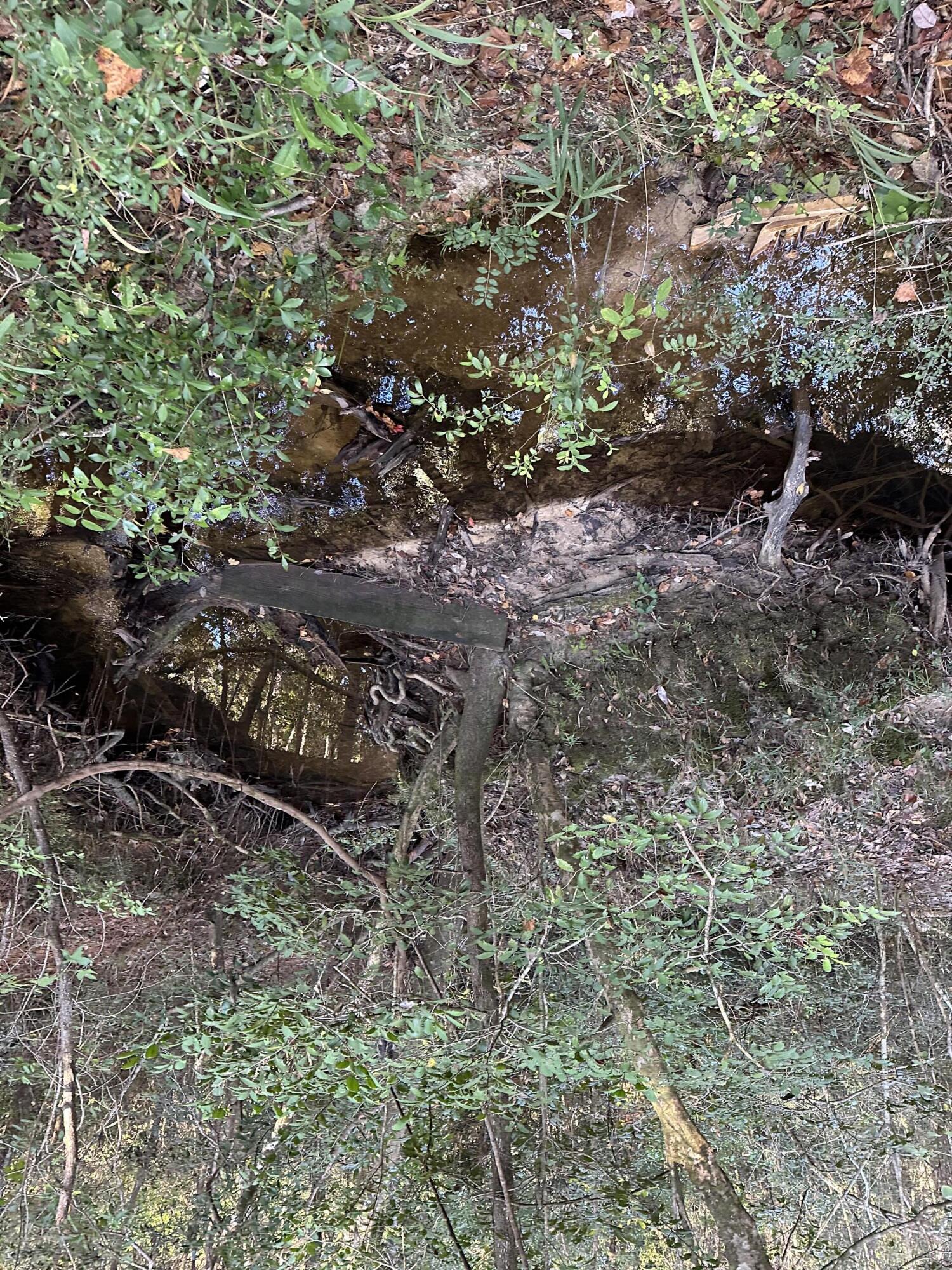 20.25 Strickland Road DeFuniak Springs, FL 32435 - Photo 2 of 4 a picture of trees