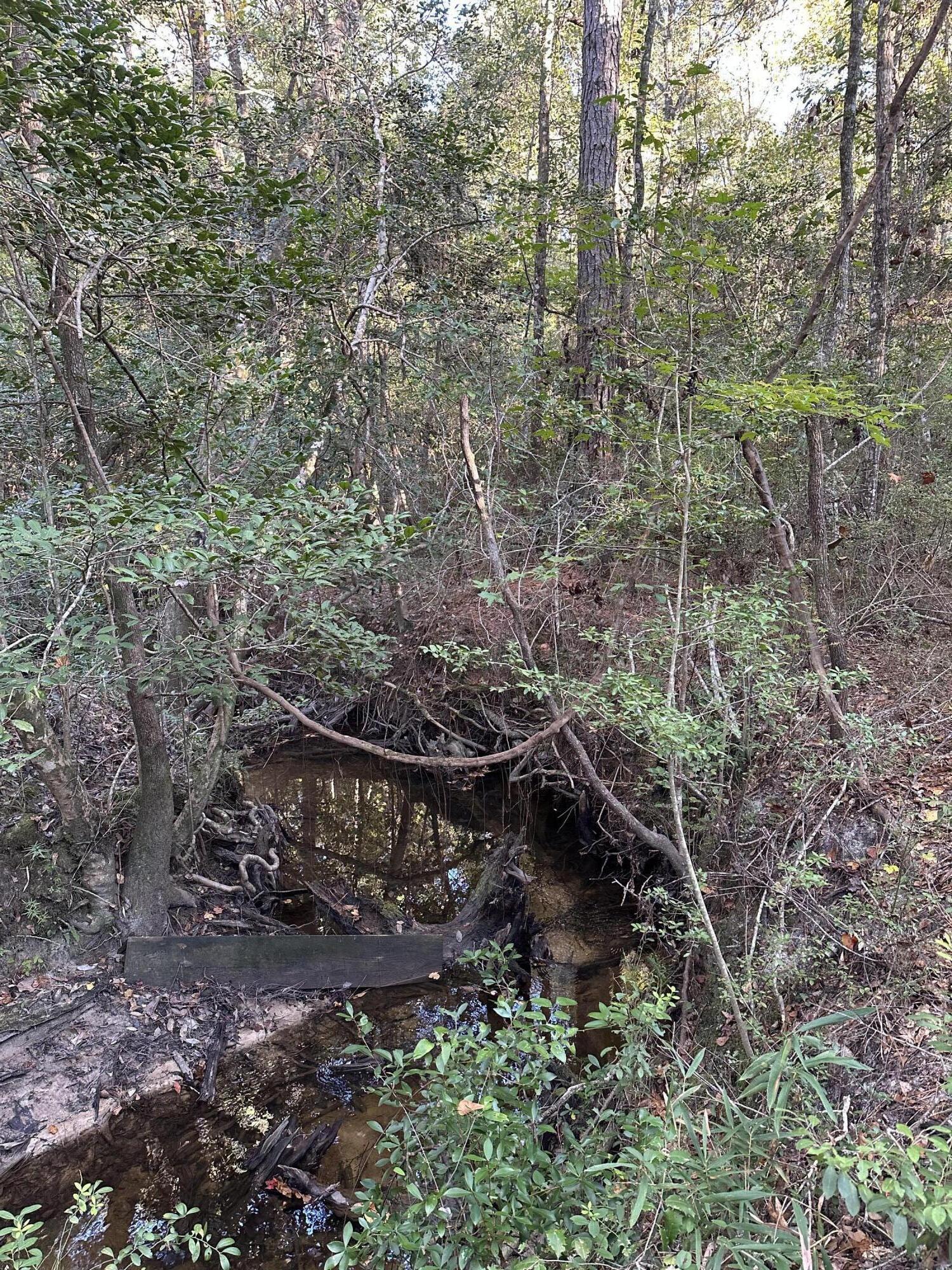 20.25 Strickland Road DeFuniak Springs, FL 32435 - Photo 4 of 4 a view of a forest with lots of trees