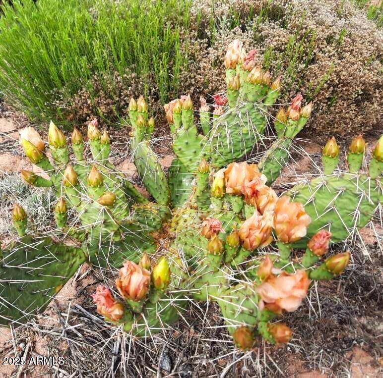 74 N7121 Red Sky Ranch St. Johns, AZ 85936 - Photo 50 of 65 RSR300.catcus