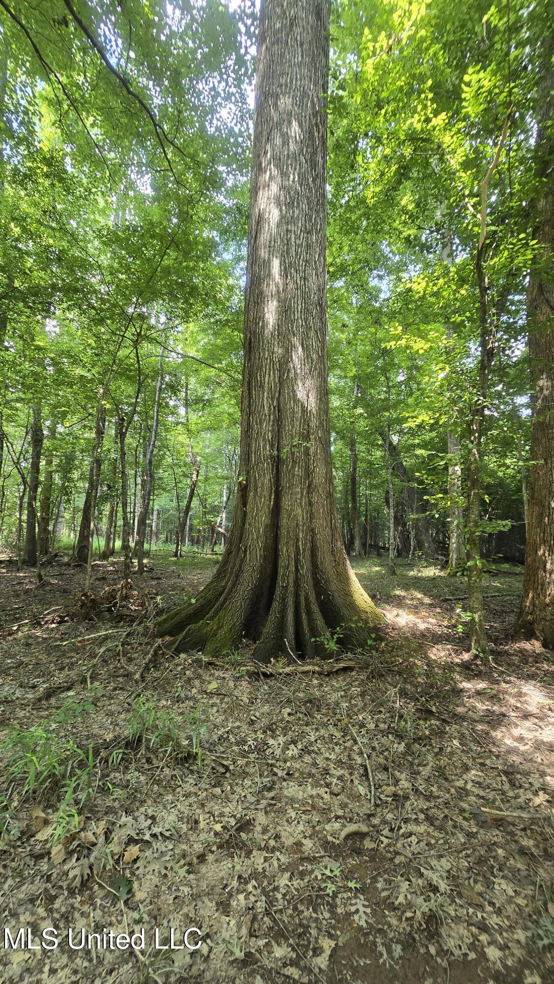 No No Ms-407 French Camp, MS 39745 - Photo 14 of 36 20250624_145105