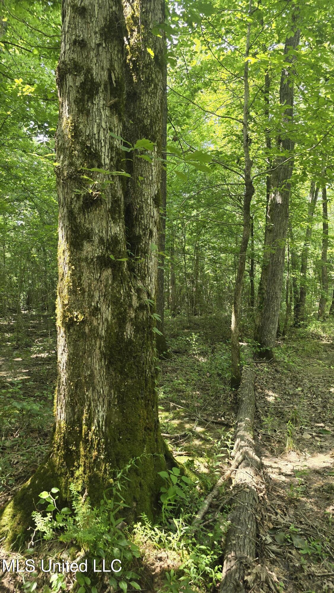 No No Ms-407 French Camp, MS 39745 - Photo 28 of 36 20250624_144544