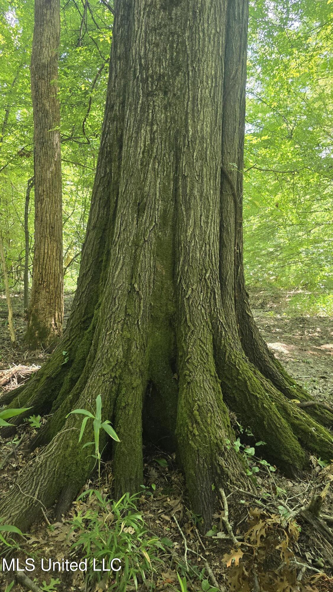 No No Ms-407 French Camp, MS 39745 - Photo 30 of 36 20250624_145042