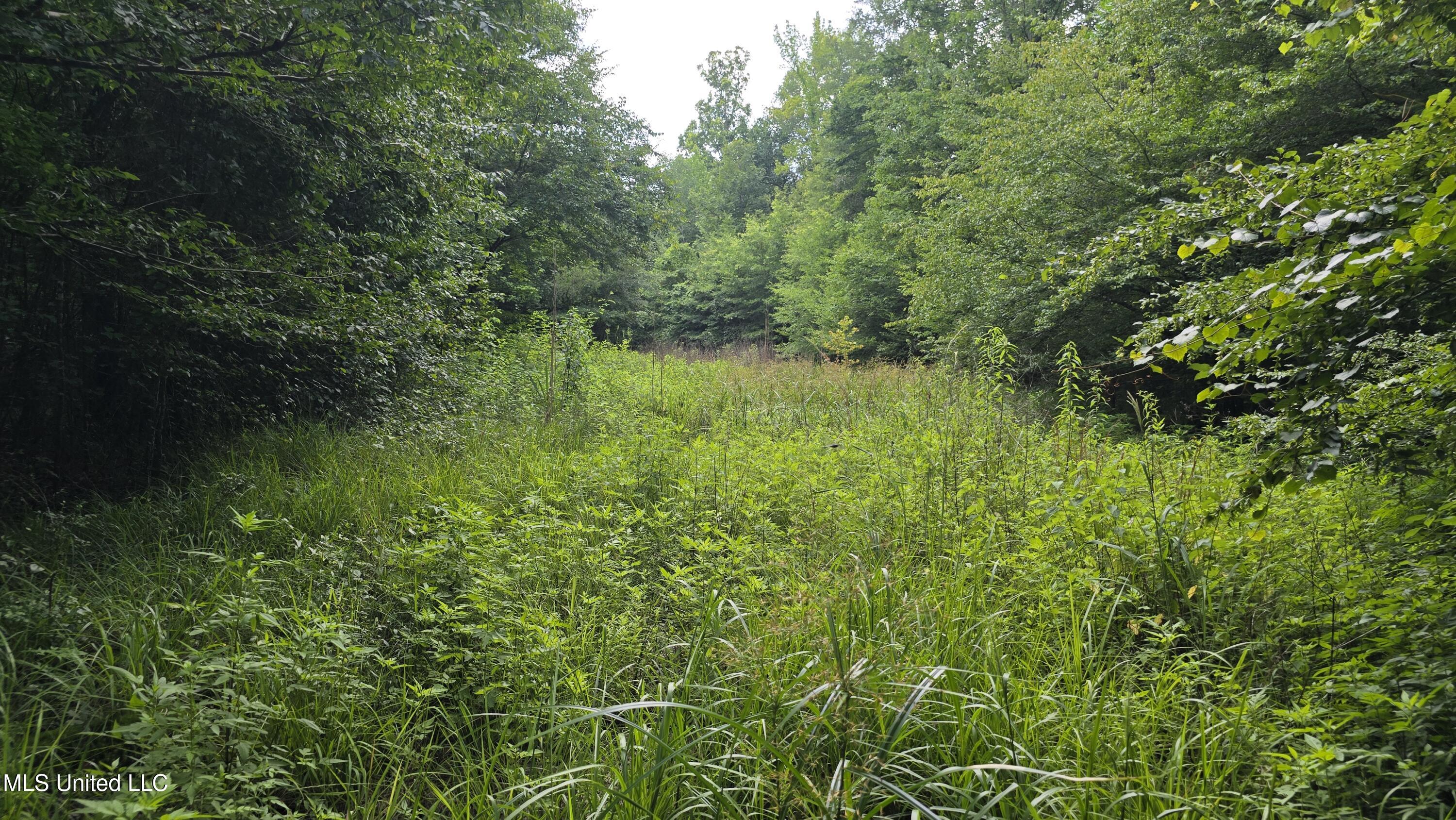 No No Ms-407 French Camp, MS 39745 - Photo 7 of 36 20250624_150102