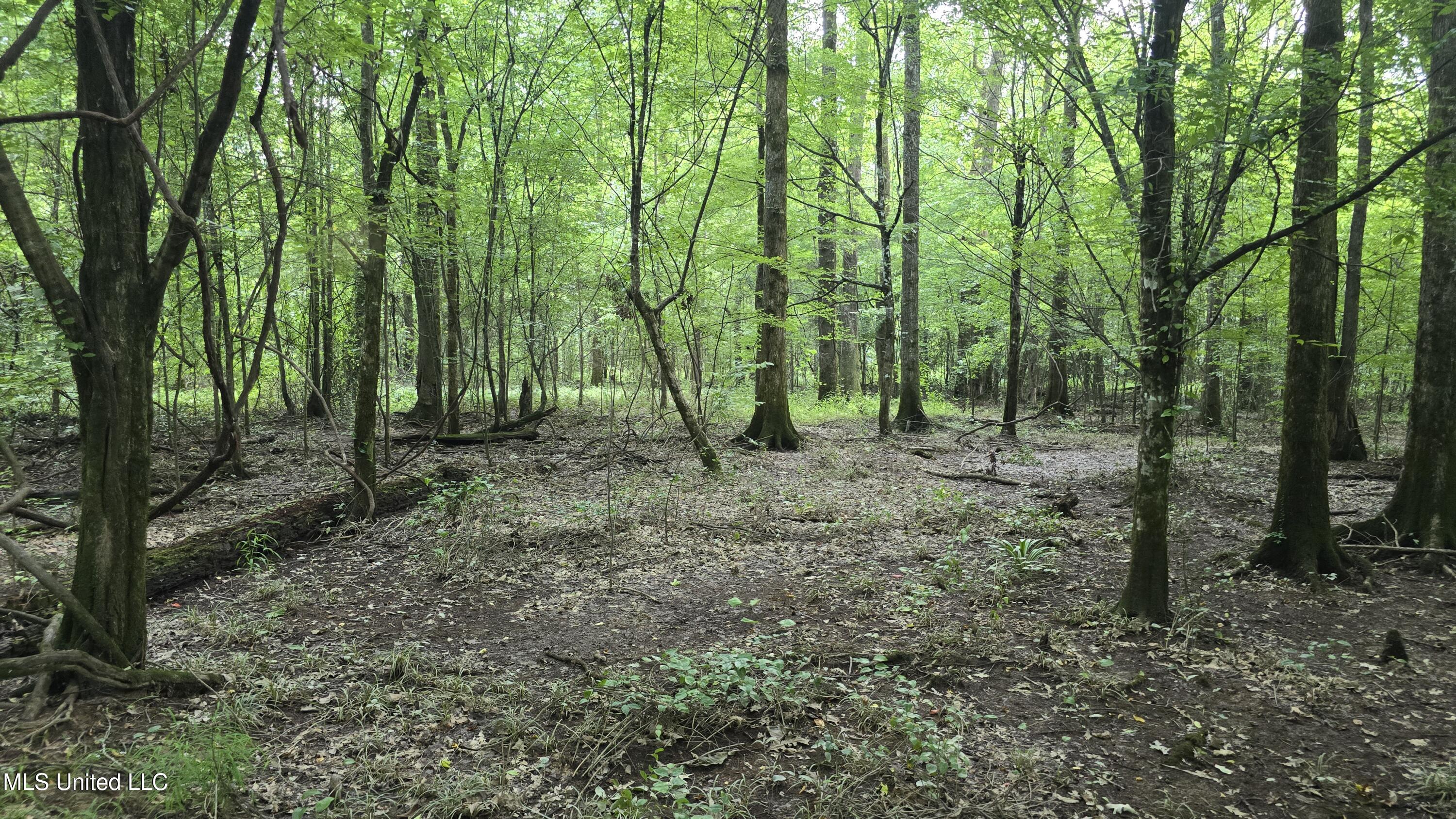 No No Ms-407 French Camp, MS 39745 - Photo 9 of 36 20250624_150810