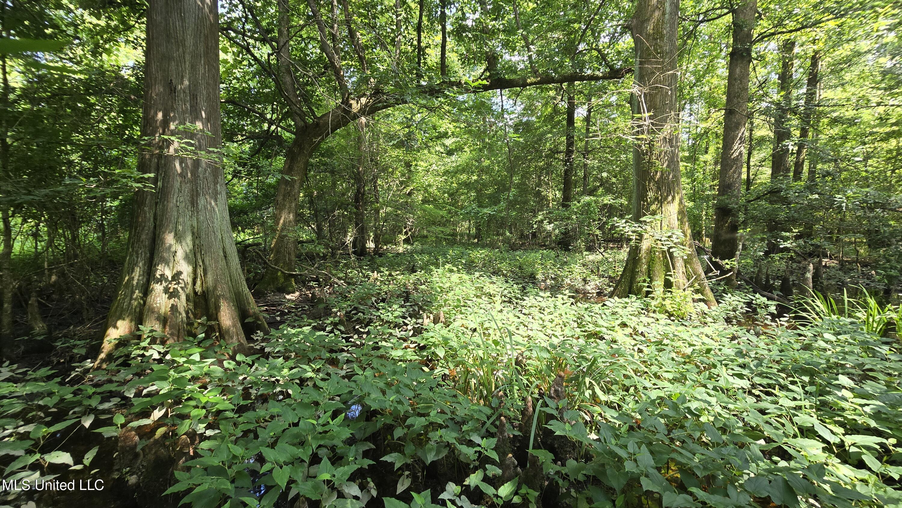 No No Ms-407 French Camp, MS 39745 - Photo 10 of 36 20250624_151028