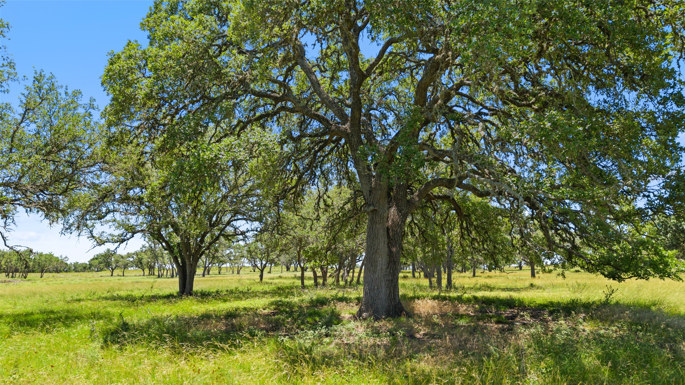 2 Lindeman Lane Blanco, TX 78606 - Photo 6 of 11 a big yard with lots of green space and trees