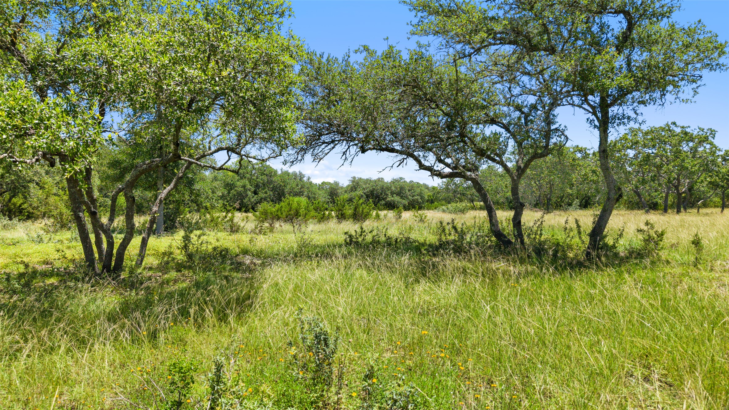 2 Lindeman Lane Blanco, TX 78606 - Photo 8 of 11 a view of yard with green space