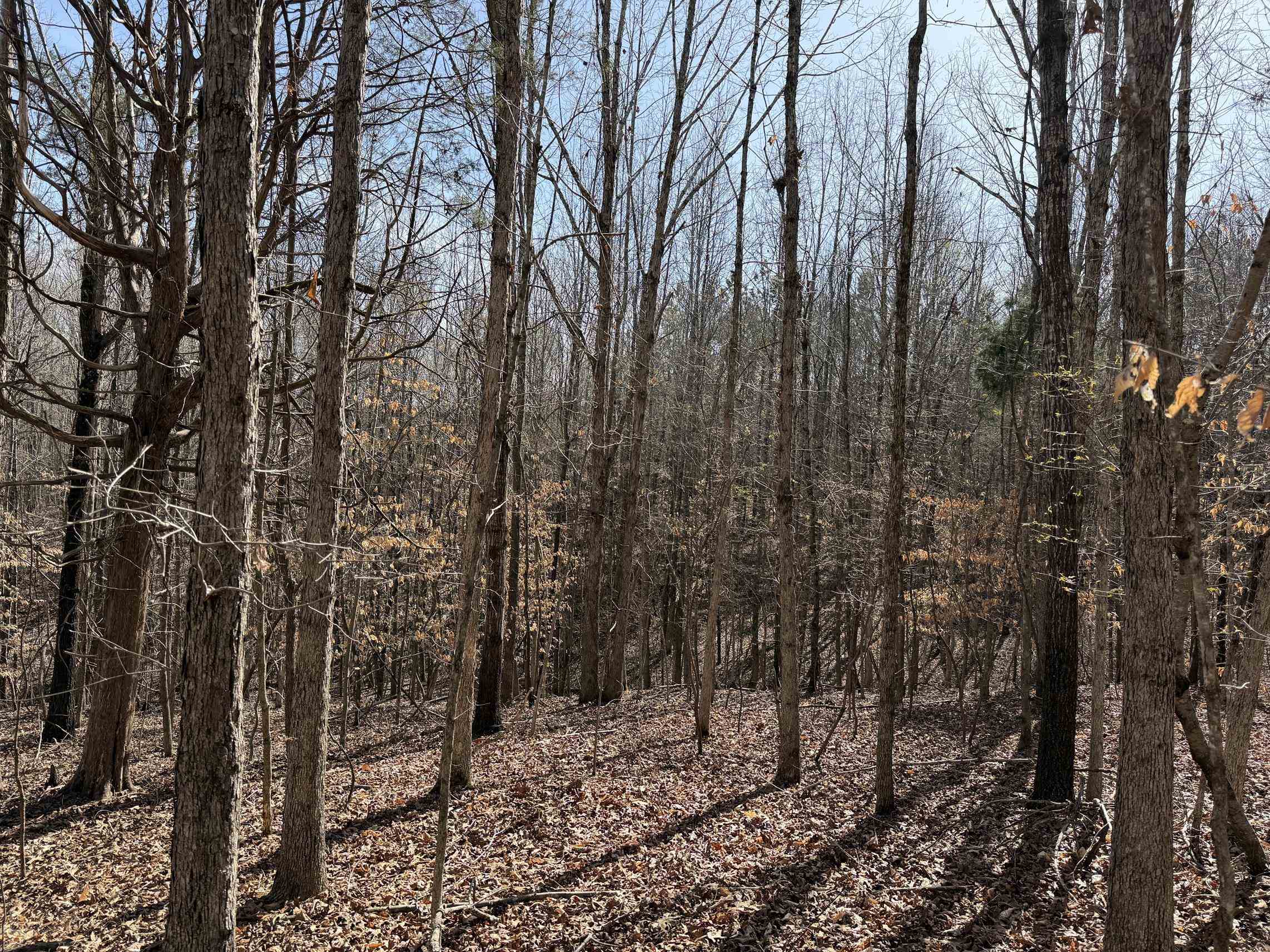 5085 Hardin Graveyard Road Enville, TN 38332 - Photo 13 of 40 a view of a forest filled with trees