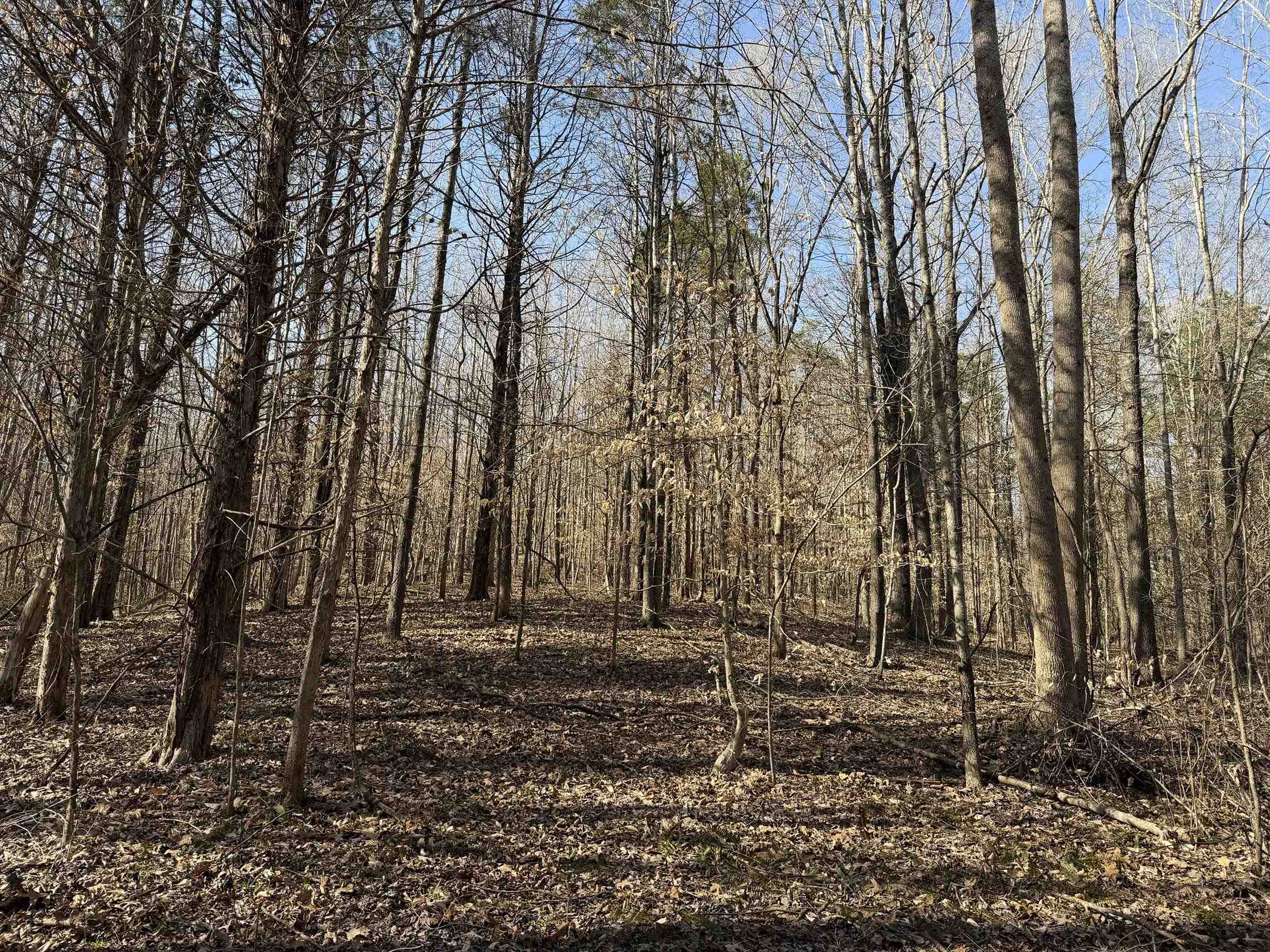 5085 Hardin Graveyard Road Enville, TN 38332 - Photo 15 of 40 a backyard of a house with lots of green space