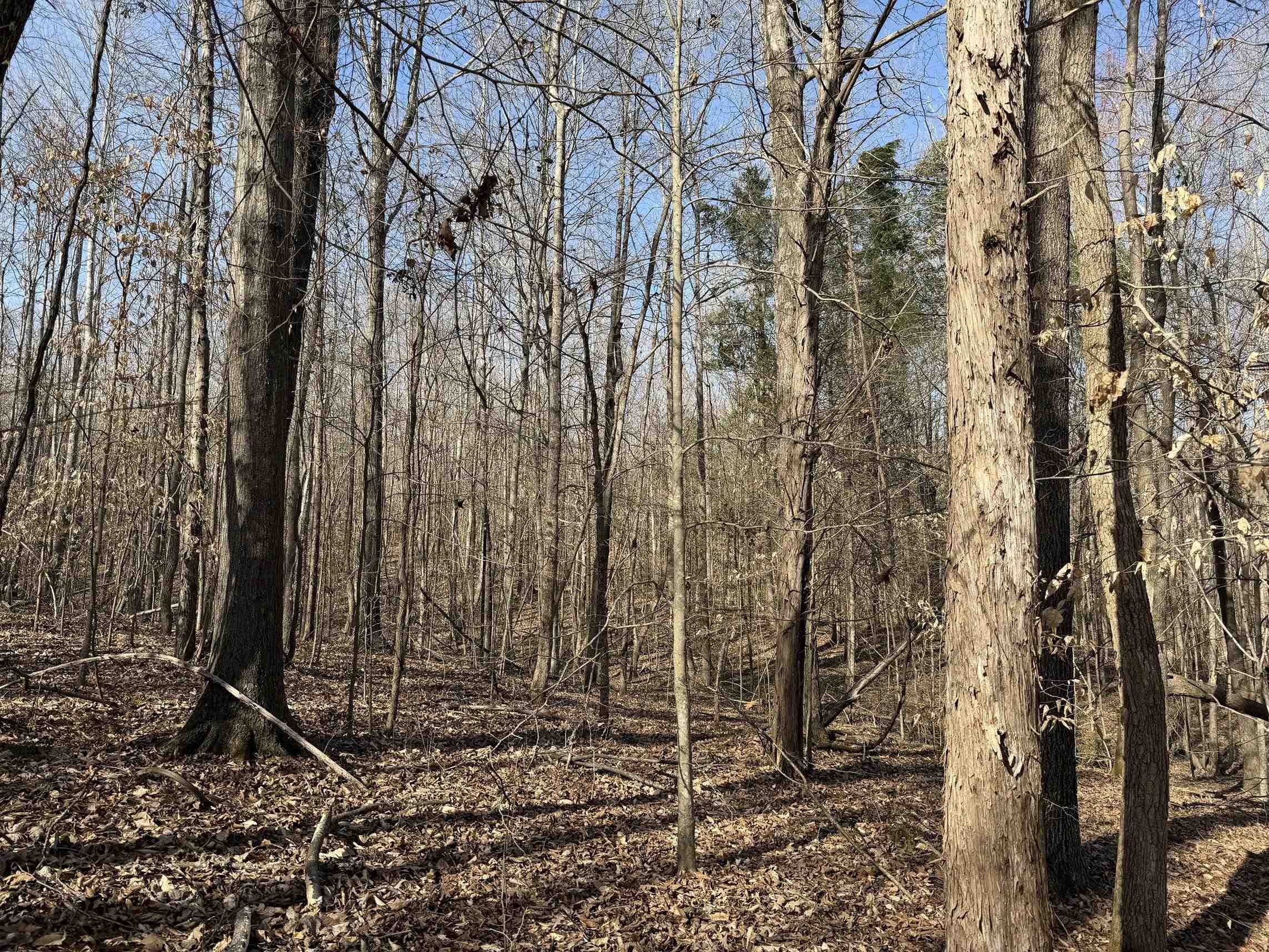 5085 Hardin Graveyard Road Enville, TN 38332 - Photo 17 of 40 a view of a backyard with large trees