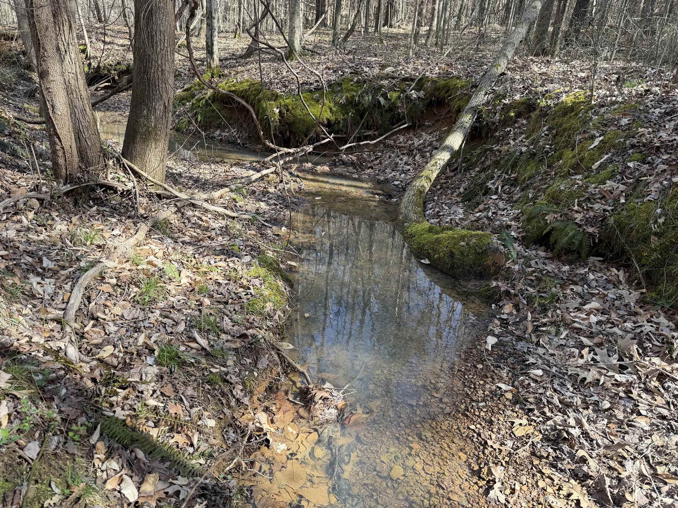5085 Hardin Graveyard Road Enville, TN 38332 - Photo 20 of 40 a view of a yard with plants and large trees