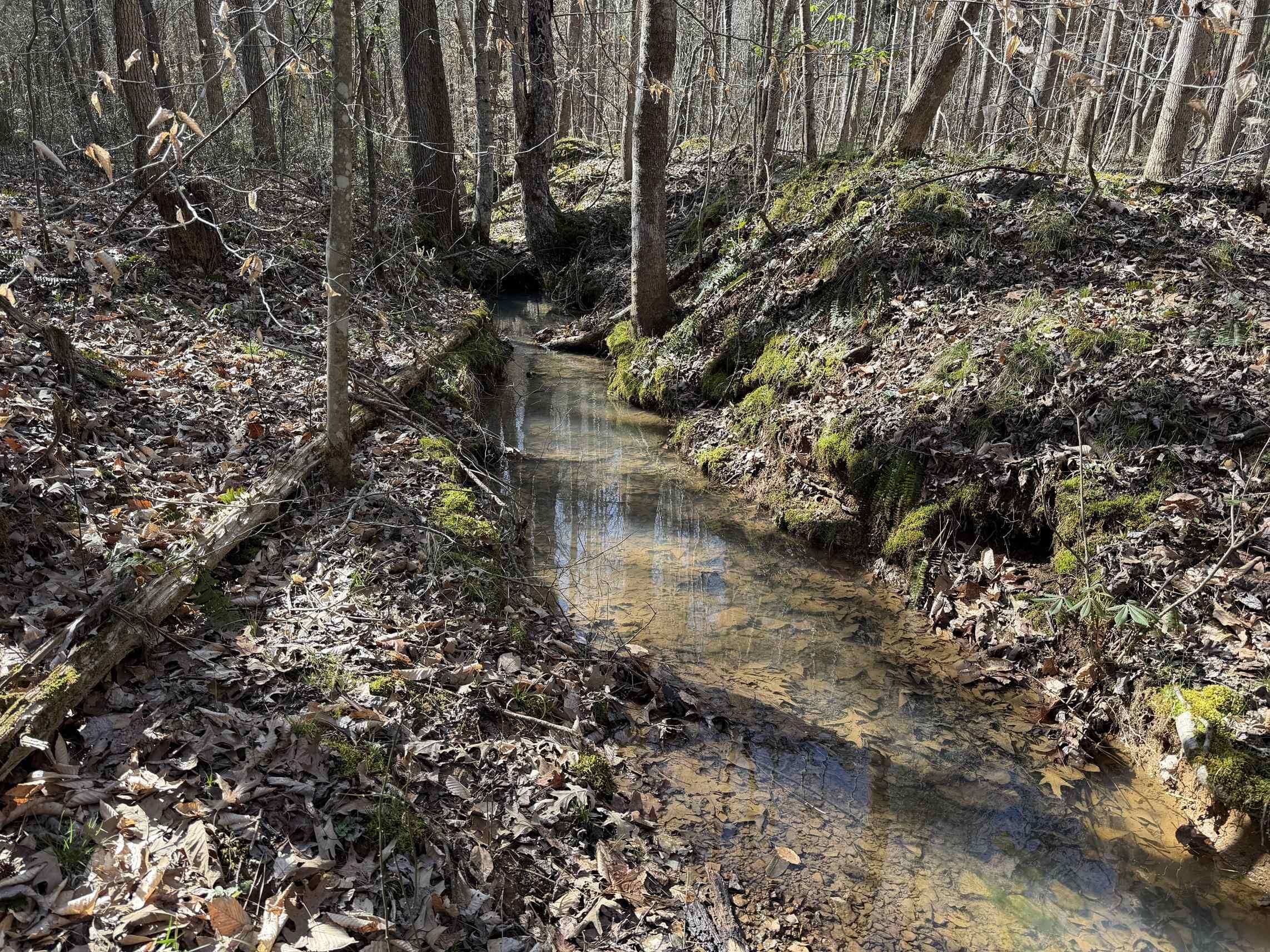 5085 Hardin Graveyard Road Enville, TN 38332 - Photo 3 of 40 a view of a yard with plants and large trees