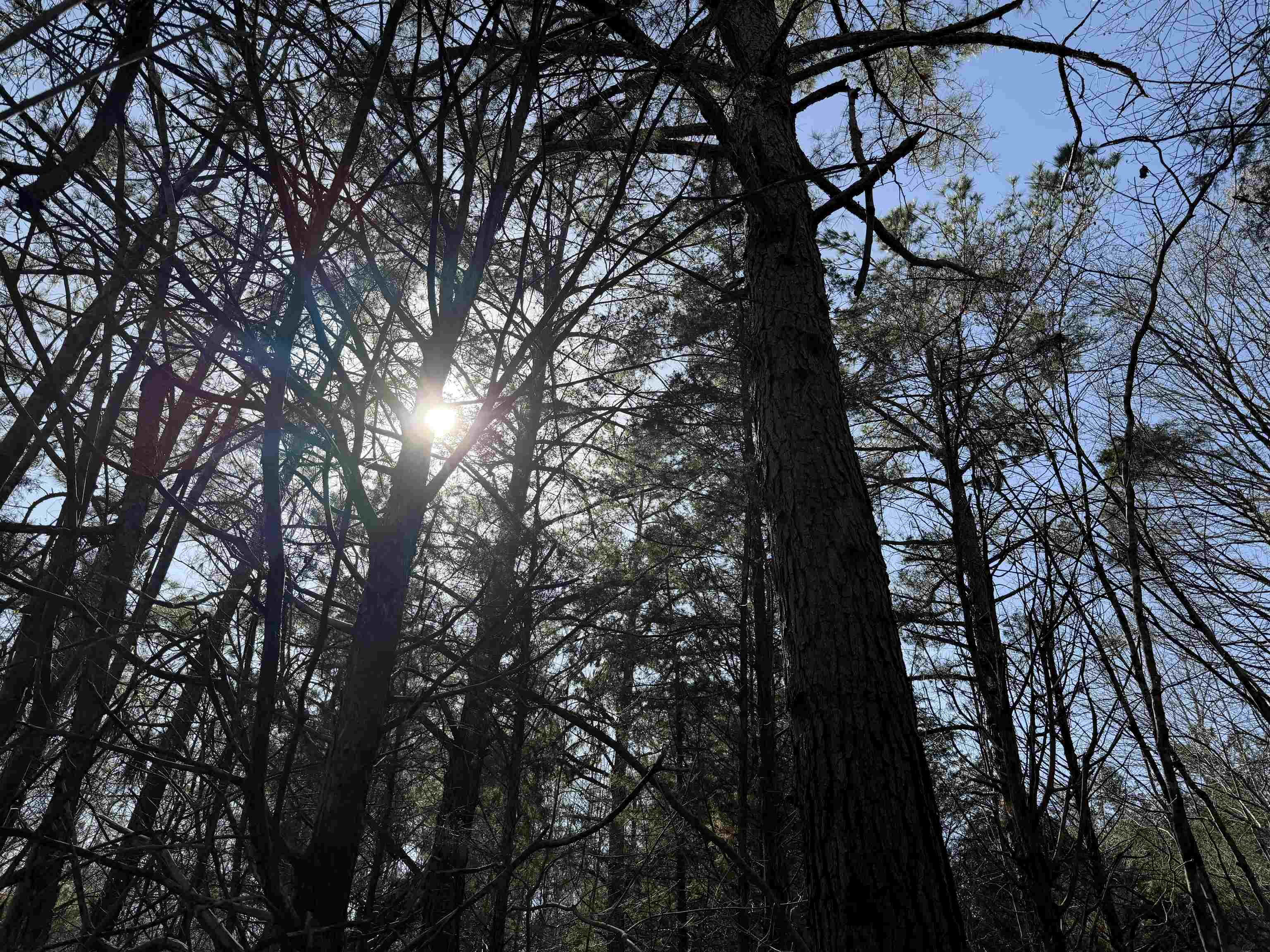 5085 Hardin Graveyard Road Enville, TN 38332 - Photo 32 of 40 a picture of tree