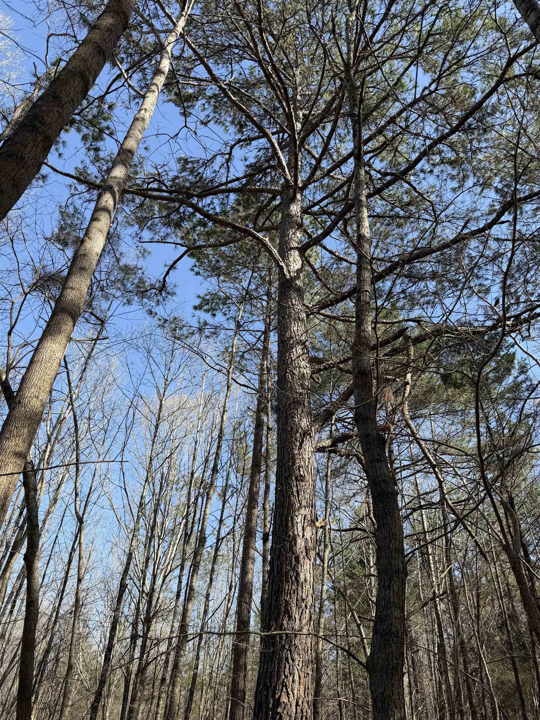 5085 Hardin Graveyard Road Enville, TN 38332 - Photo 34 of 40