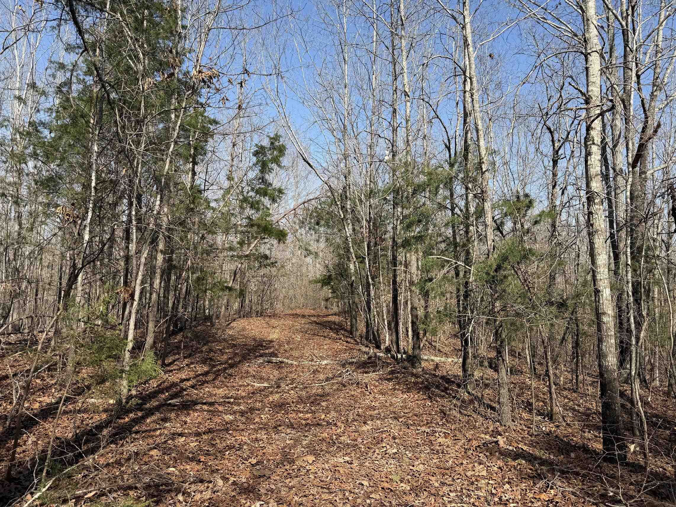 5085 Hardin Graveyard Road Enville, TN 38332 - Photo 39 of 40 a view of a yard with trees