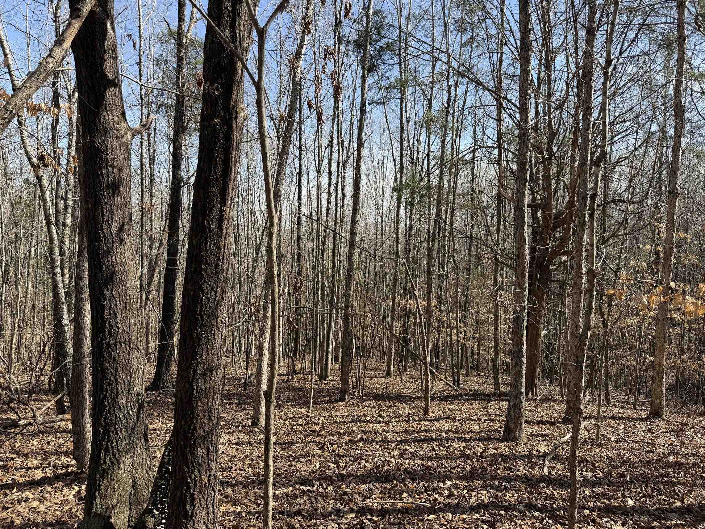 5085 Hardin Graveyard Road Enville, TN 38332 - Photo 40 of 40 a view of a park with large trees