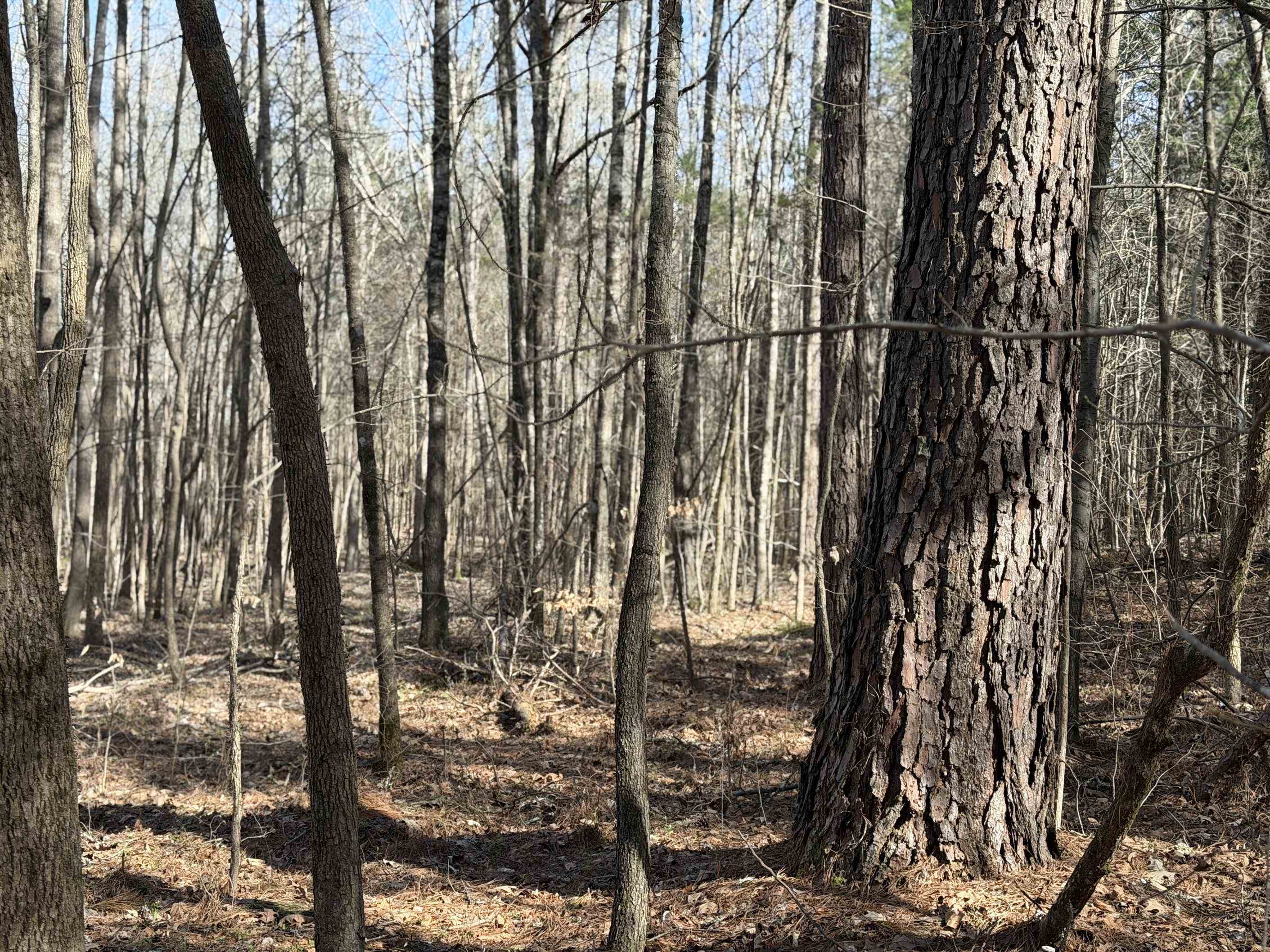 5085 Hardin Graveyard Road Enville, TN 38332 - Photo 6 of 40 a view of outdoor space with lots of trees