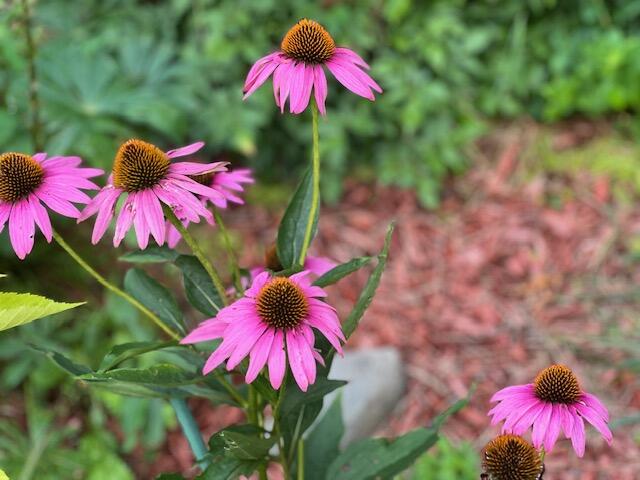 1278 Main Road Bradford, ME 04410 - Photo 24 of 39 IMG_0613