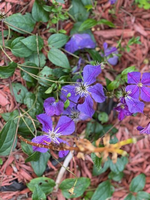 1278 Main Road Bradford, ME 04410 - Photo 25 of 39 IMG_0612