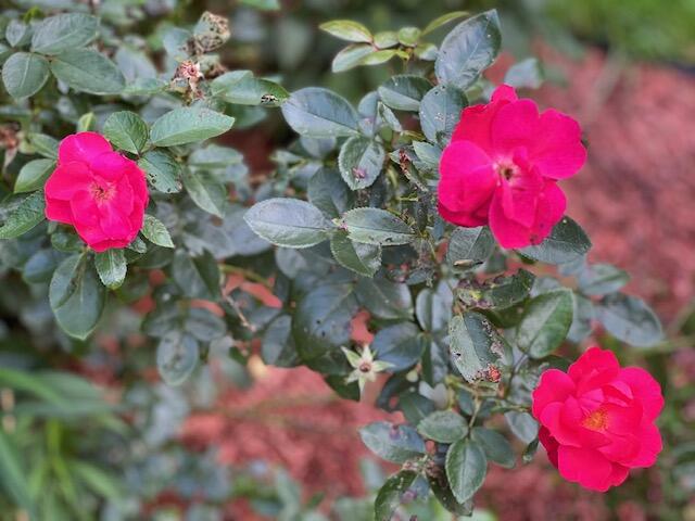 1278 Main Road Bradford, ME 04410 - Photo 26 of 39 IMG_0610