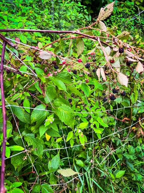 1278 Main Road Bradford, ME 04410 - Photo 29 of 39 IMG_0556