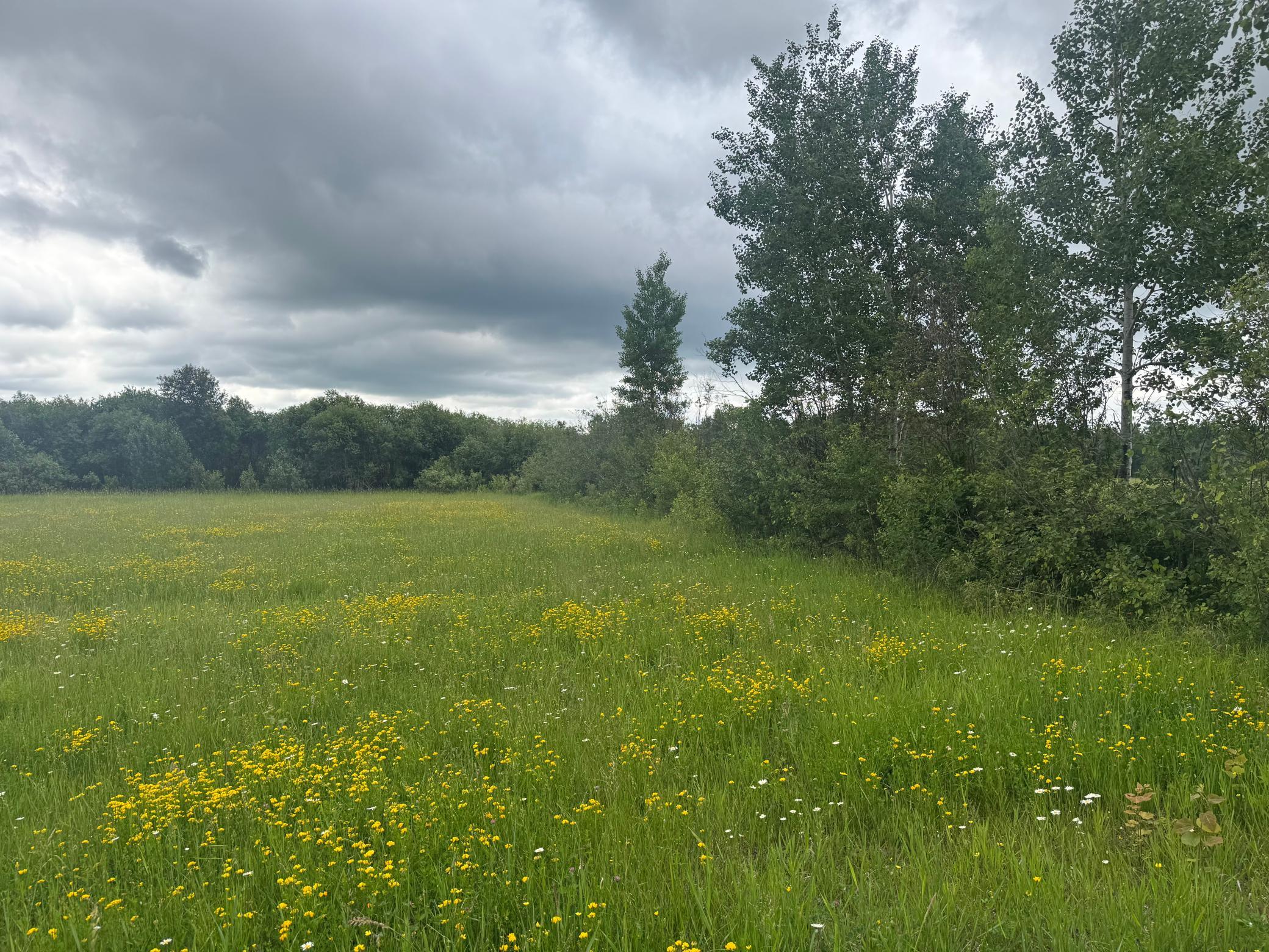 Tbd Town Line Road Forbes, MN 55738 - Photo 8 of 15