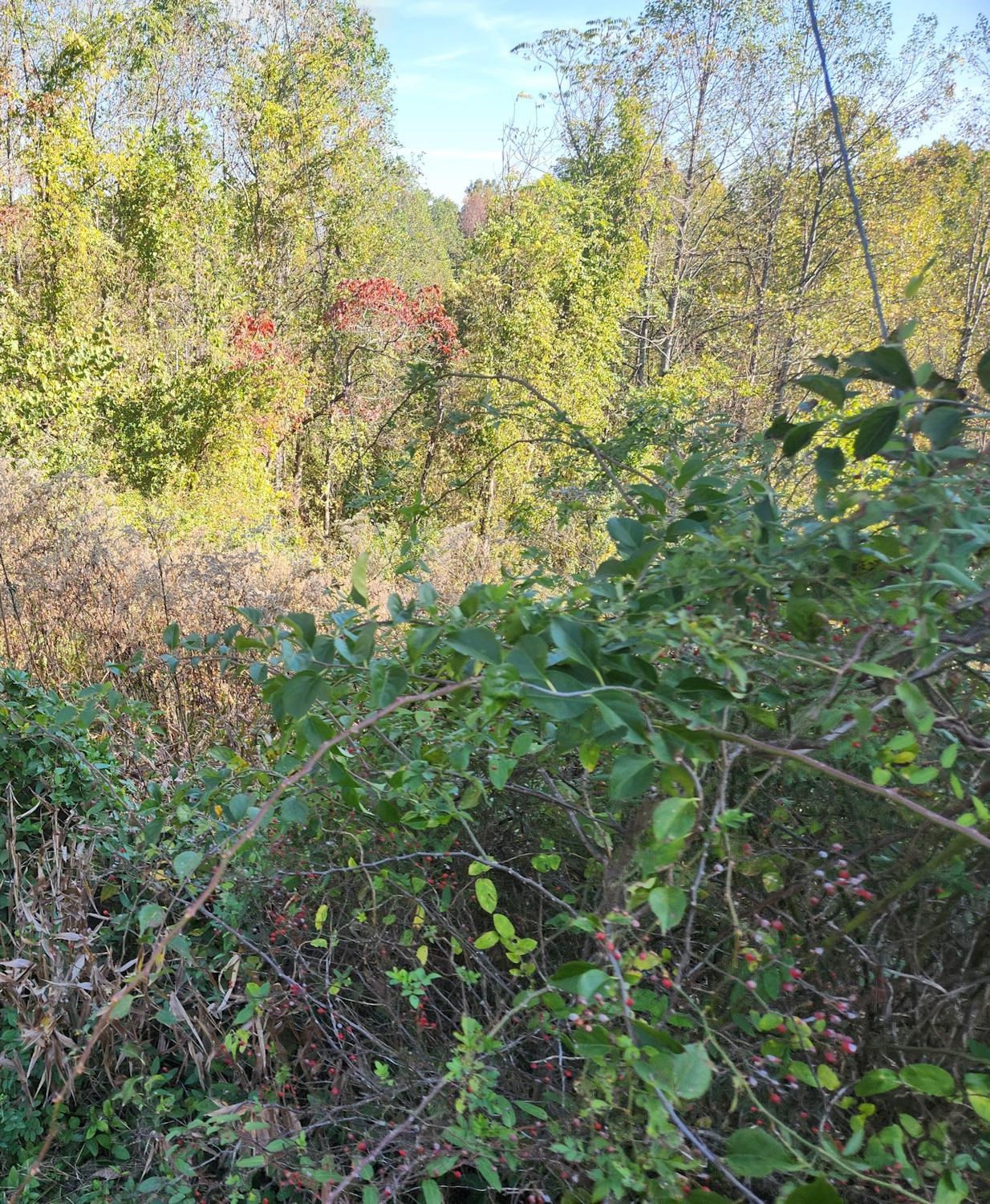 0 Kiser Fork Road Grayson, KY 41143 - Photo 46 of 48 Gallery Image 46