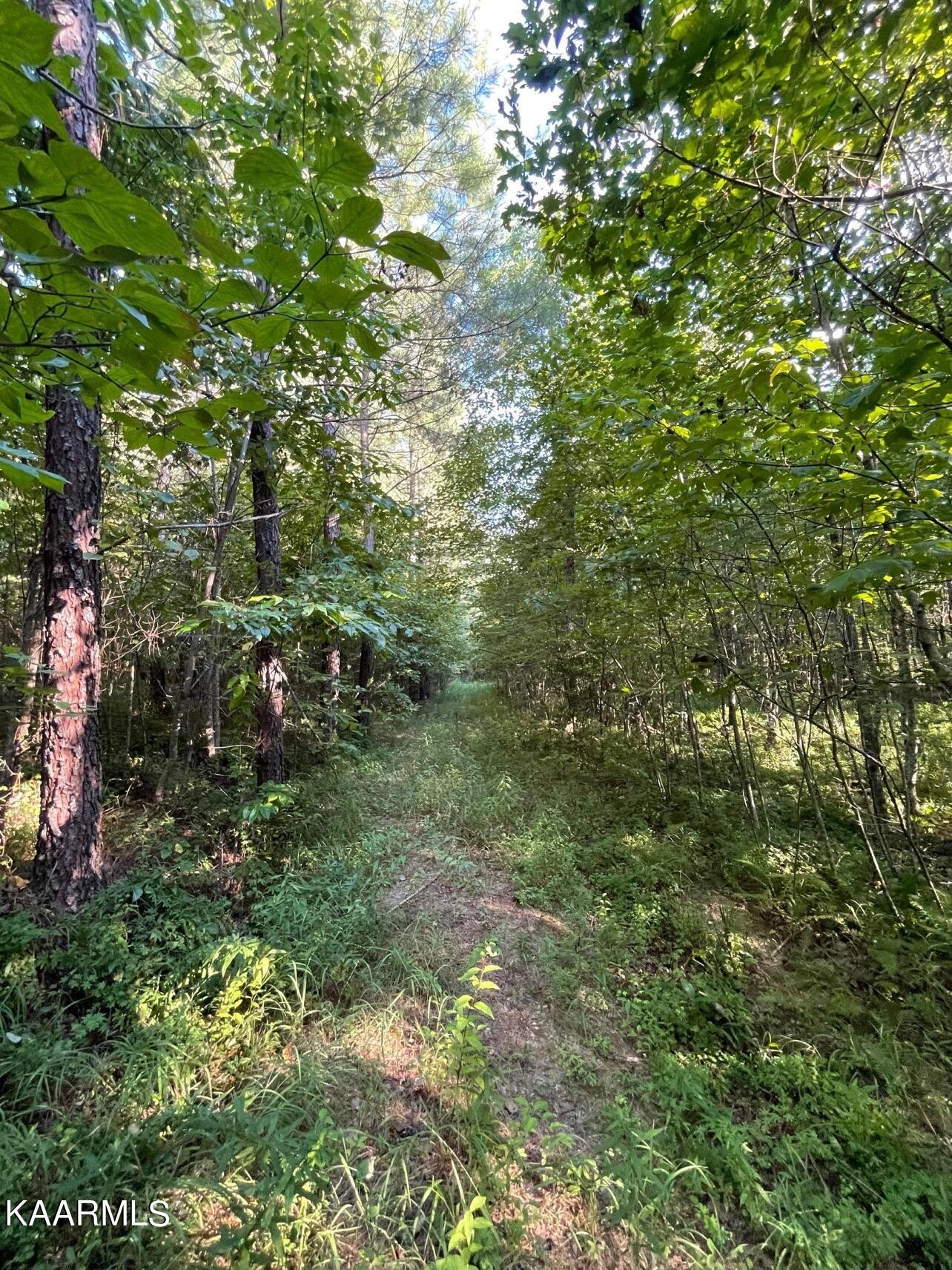 365 Hickory Road Deer Lodge, TN 37726 - Photo 3 of 15 a view of a lush green forest