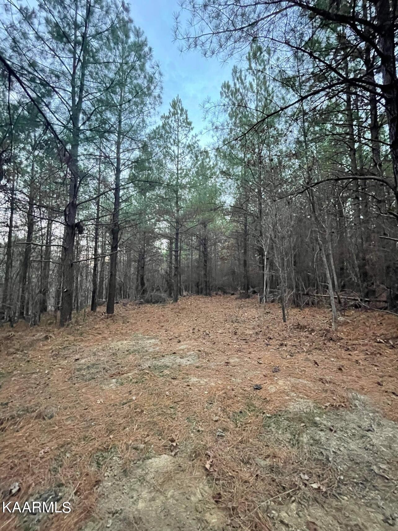 365 Hickory Road Deer Lodge, TN 37726 - Photo 4 of 15 a view of backyard with green space