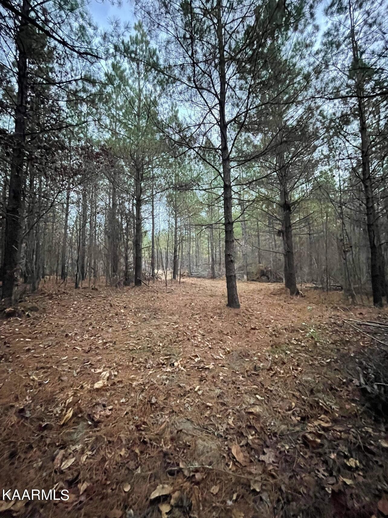 365 Hickory Road Deer Lodge, TN 37726 - Photo 5 of 15 a view of a yard with tree s