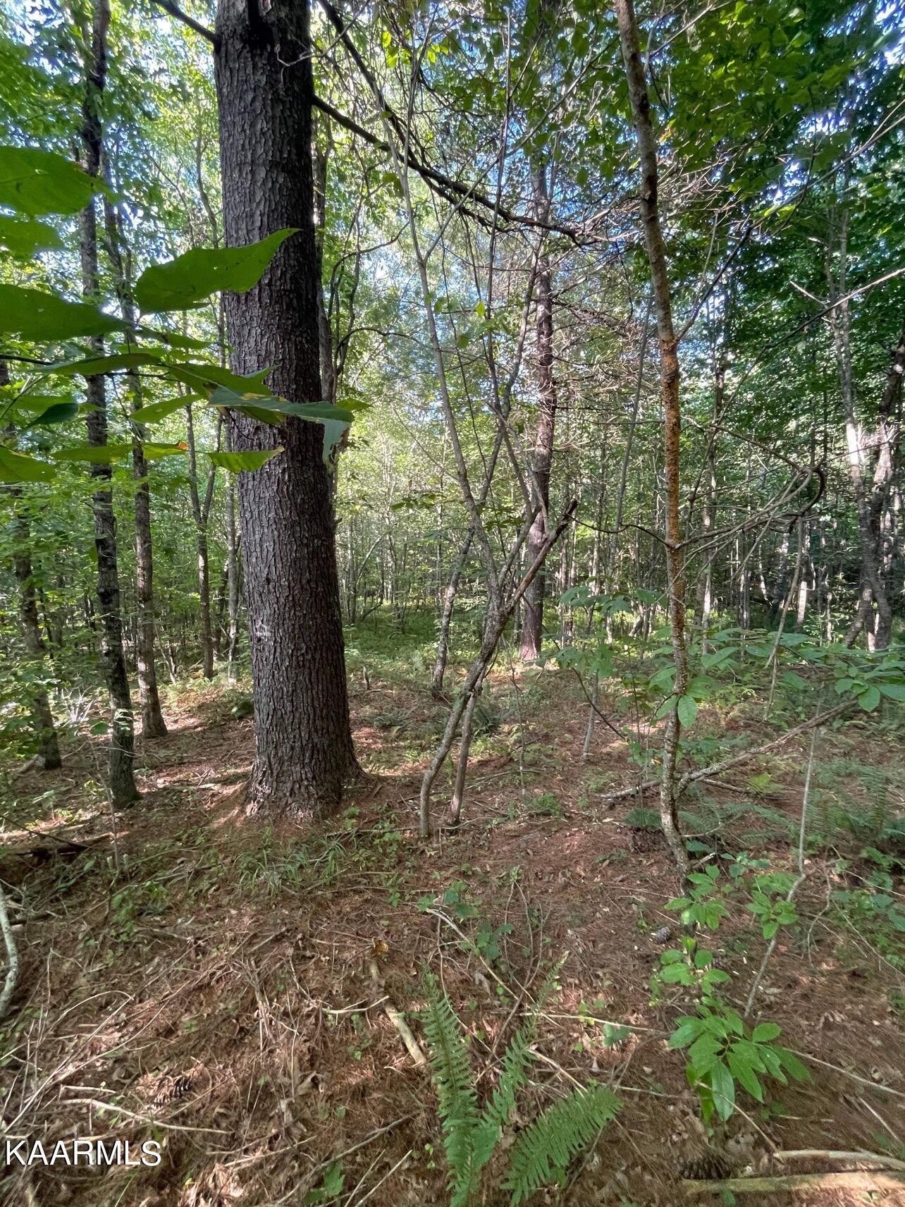 365 Hickory Road Deer Lodge, TN 37726 - Photo 6 of 15 a backyard of a house with lots of green space