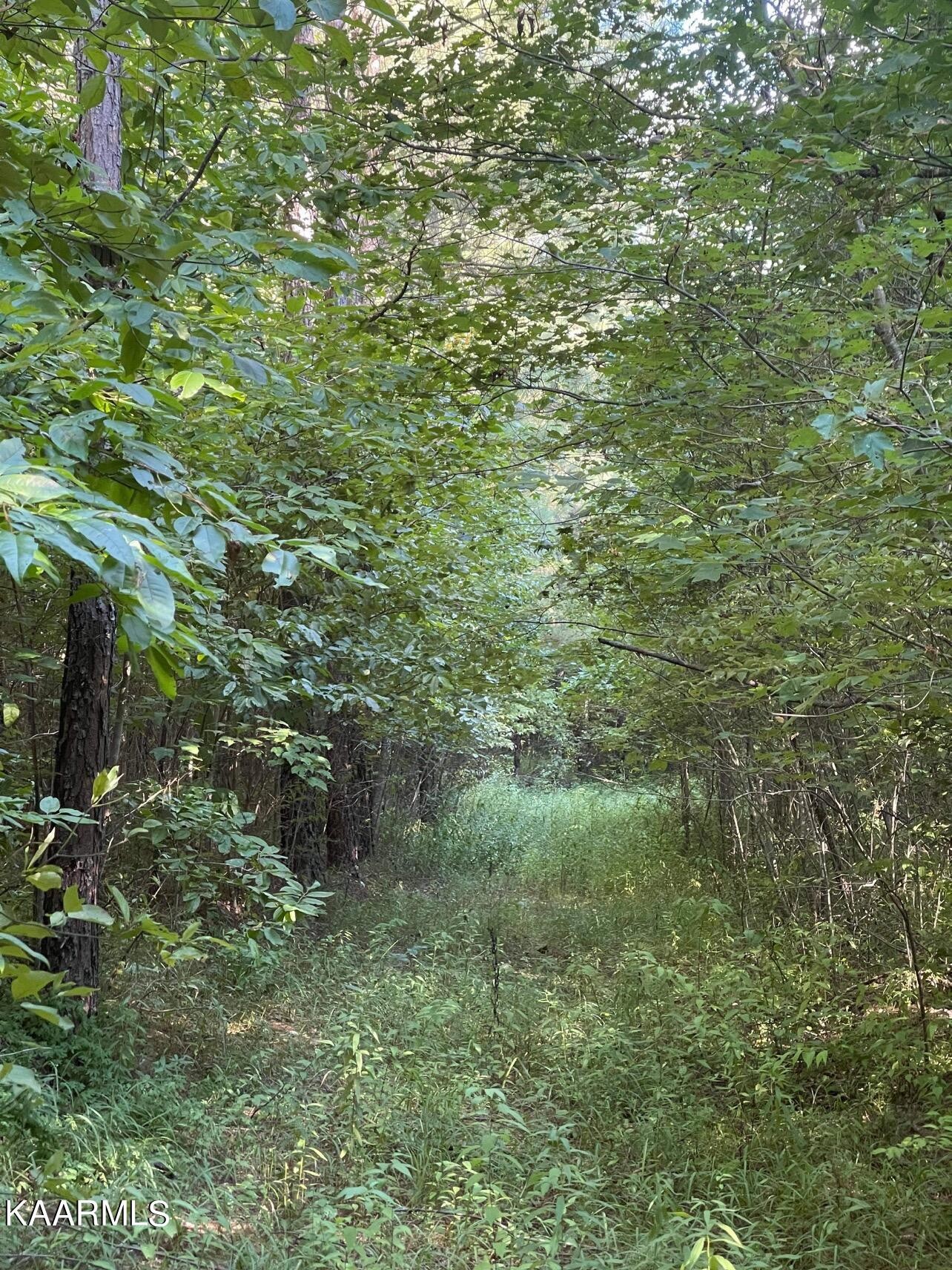 365 Hickory Road Deer Lodge, TN 37726 - Photo 7 of 15 a view of a lush green forest