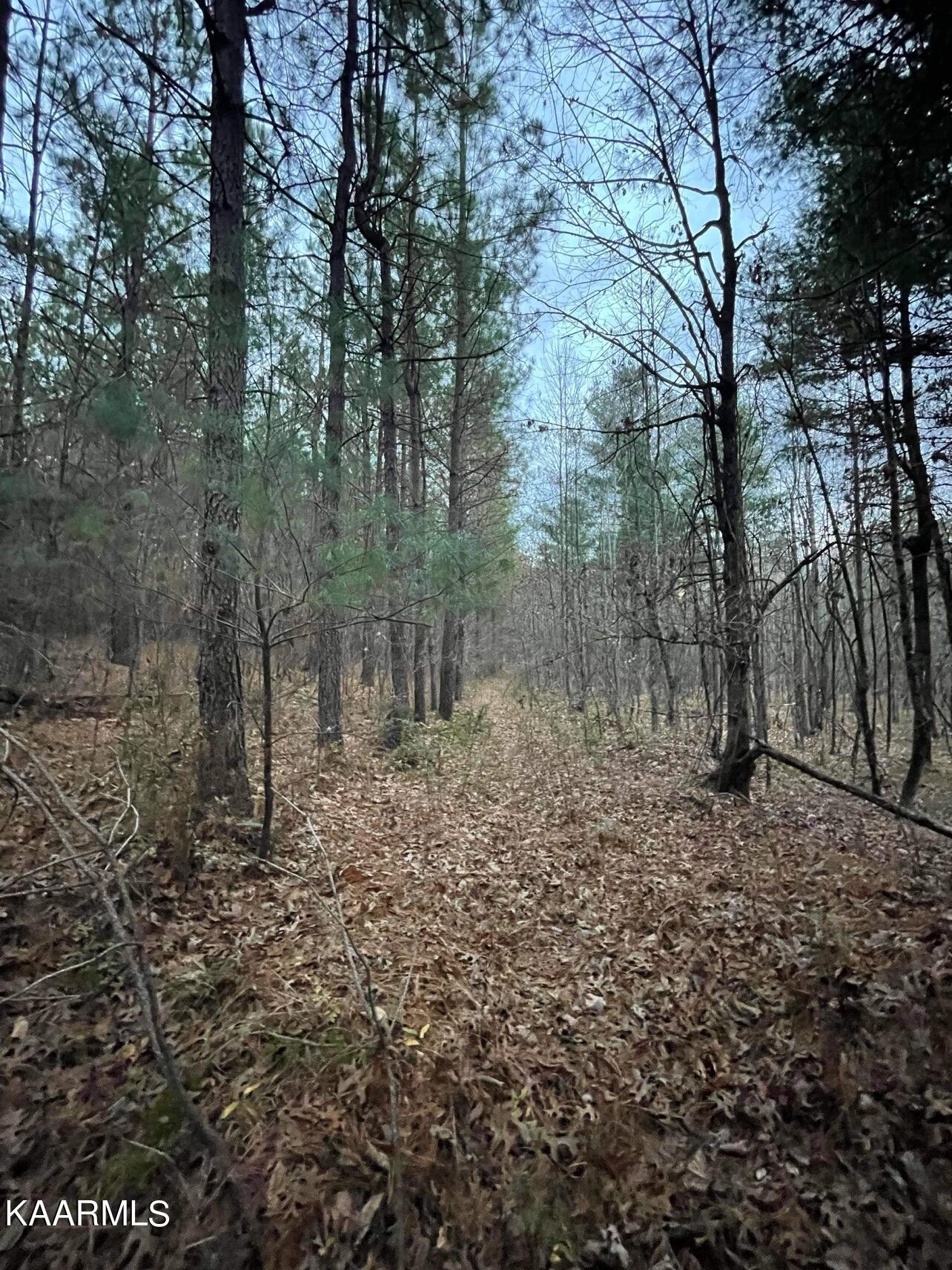 365 Hickory Road Deer Lodge, TN 37726 - Photo 8 of 15 a view of a forest filled with trees