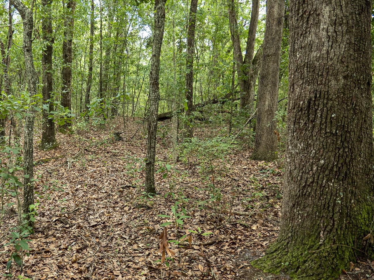 Vacant Southwest Hike Lake Road Madison, FL 32340 - Photo 21 of 35